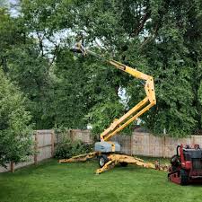 Professional Tree Removal and Landscaping Services in Port Richey, FL